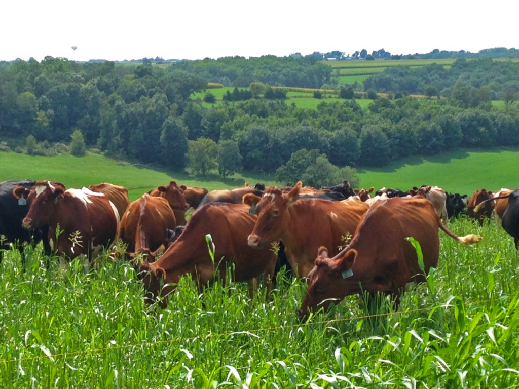 A Managed Grazing System in Southwest Wisconsin